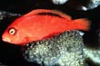 Flame Hawkfish